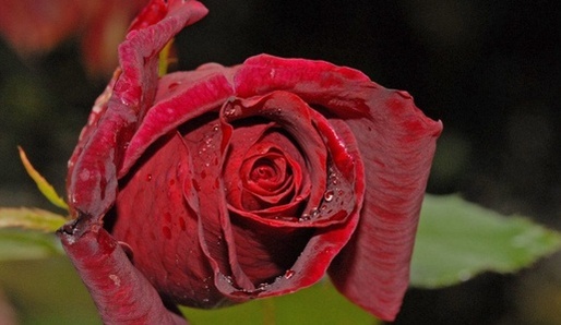 Růže - královna květin